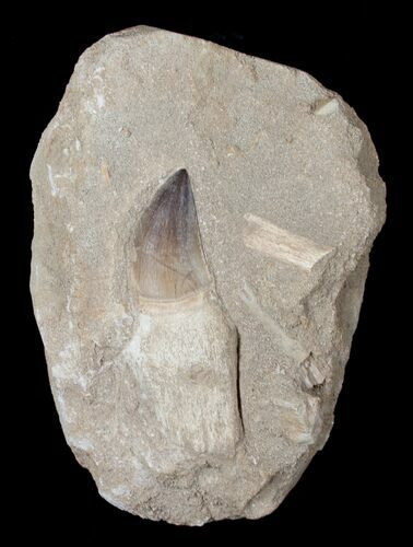 Giant Rooted Mosasaur Tooth in Matrix #1762